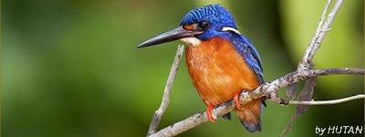 Blue Eared Kingfisher Alcedo meninting, by HUTAN