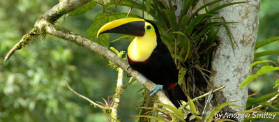 Choco Toucan (Ramphastos brevis), by Andrew Smiley