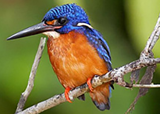Rare Kingfisher bird protected by conservation efforts supported by Nikwax