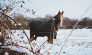 How to Clean and Waterproof Horse Blankets
